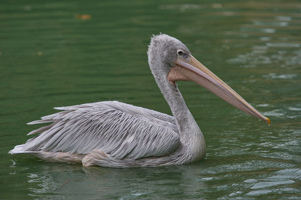 Rötelpelikan - Zoo Duisburg