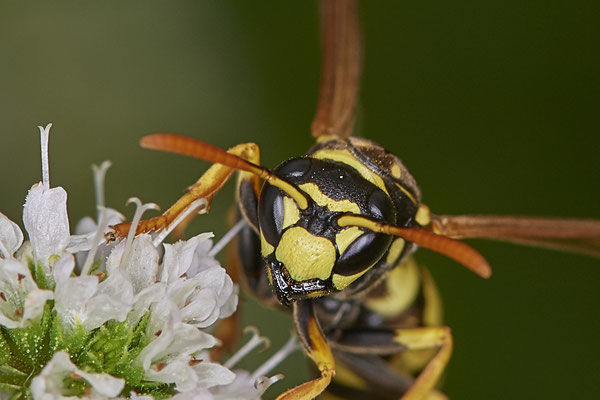 Nr.1063 - Polistes dominula / Französische Feldwespe - Zwillbrock Vreden Biologische Station - 52°03`17.44" 6°41`34.71" - (01.08.2019)