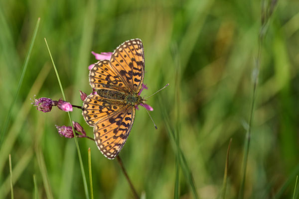 Braunfleckiger Perlmuttfalter