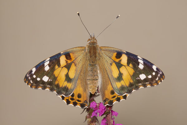 Distelfalter