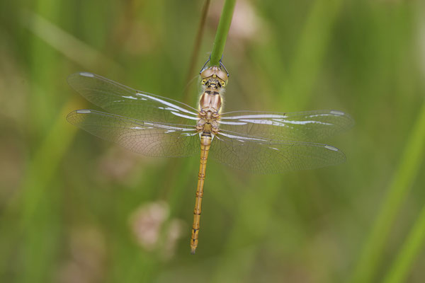 Große Heidelibelle