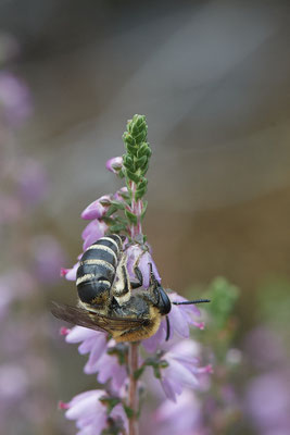 Colletes succinctus / Heidekraut-Seidenbiene - Haltern, Westruper Heide - 51°44`15.80" 7°14`18.99" - (27.08.2020)