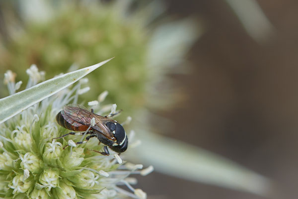 Nr.1266 - Hylaeus variegatus f / Maskenbiene - DU-Walsum Rheindeich - 51°31`53.40"  6°41`58.80" - (02.09.2019) - Rote Liste Kategorie 3: Gefährdet