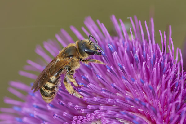 Nr.0824 - Halictus scabiosae / Gelbbindige-Furchenbiene - OB LMB - 51°29`11.55" 6°53`53.48" - (24.06.2019)