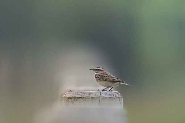 Braunkehlchen
