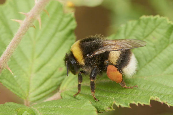 Erdhummel - (27.06.2022)