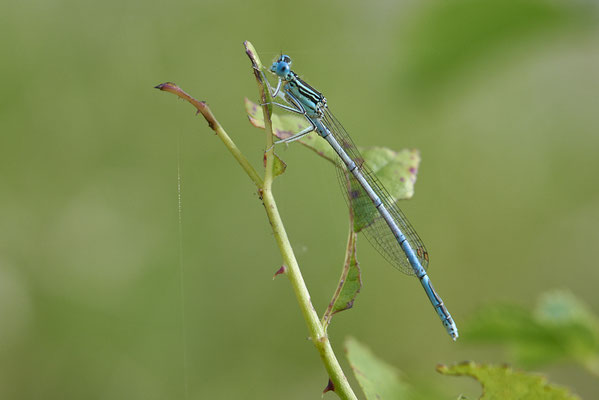 Blaue-Federlibelle