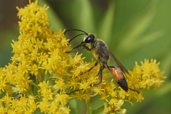 Nr.1055 - Sphecodes sp - OB LMB - 51°29`11.55" 6°53`53.48" - (31.07.2019)