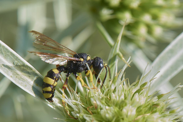 Nr.1228 - Cerceris rybyensis / Bienenjagende Knotenwespe - DU-Walsum Rheindeich - 51°31`50.66"  6°41`54.13" - (30.08.2019)