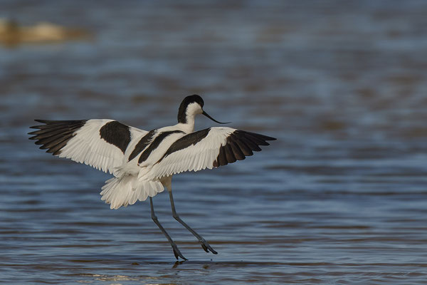 Säbelschnäbler ( Naturpark Albufera )