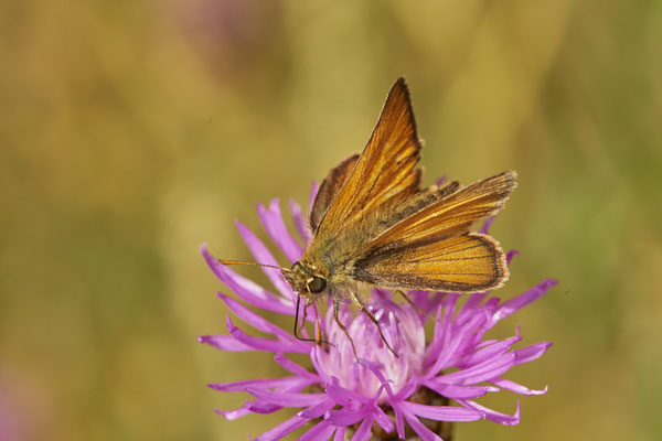 Braunkolbige-Braun-Dickkopffalter / Thymelicus sylvestris - OB Hoag Fahrradtrasse - (03.07.2019)