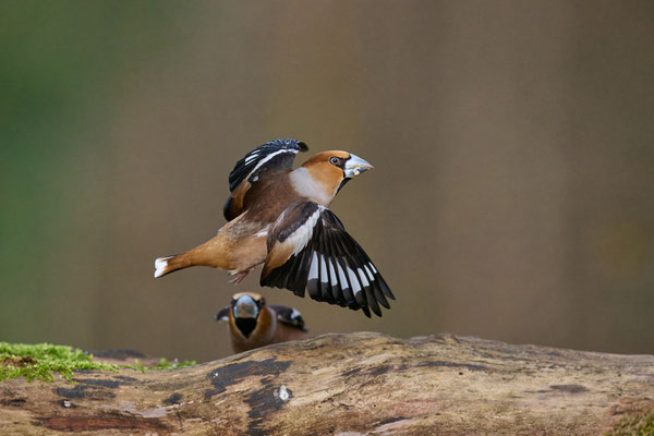 Bei den Kernbeißern