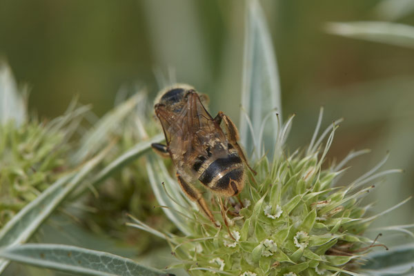 Halictus scabiosae / Gelbbindige-Furchenbiene - Dinslaken Emschermündung - (18.08.2020)