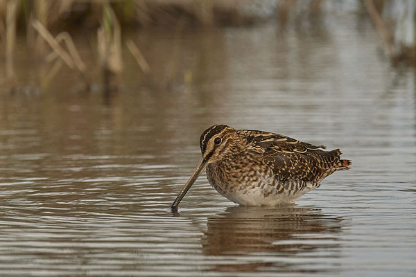 Bekassine ( Naturpark Albufera )
