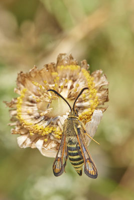 Nr.0939 - Bembecia ichneumoniformis / Hornklee-Glasflügler - OB Knappenviertel Walzenwerk - 51°28`55.66" 6°53`06.08" - (03.07.2019)