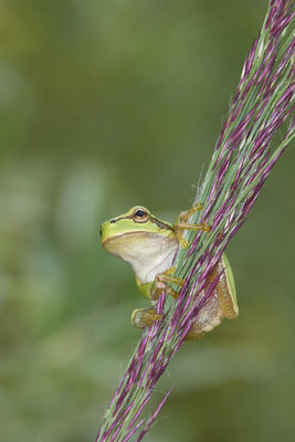 Laubfrosch - (07.08.2021)