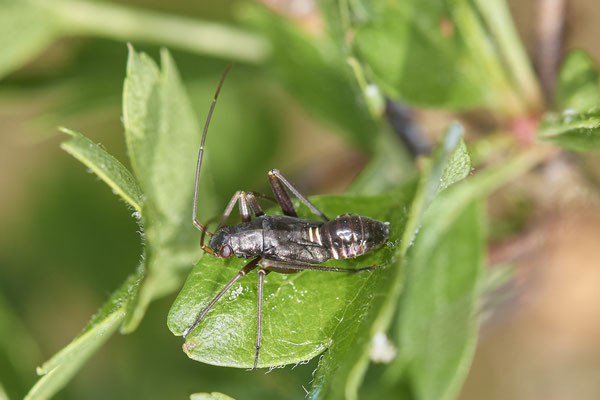 Nr.0447 - Larve der Prachtwanze Miris striatus - WES Lippedünen Aaper Vennekes - 51°39`03.68"  6°40`40.53" - (09.05.2019)