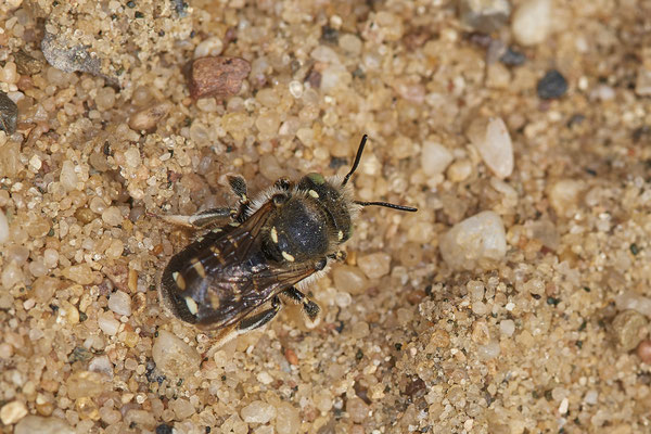 Nr.0802 - Anthidium punctatum / Wollbiene - OB Zeche Sterkrade - 51°31`11.24" 6°50`15.70" - (22.06.2019)