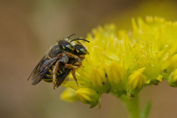 Anthidium onlongatum - Garten