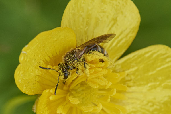 Lasioglossum calceatum - Düsseldorf - Urdenbacher Kämpe - (09.05.2021)