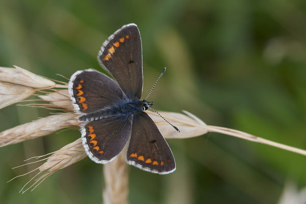 Aricia agestis / Kleiner Sonnenröschen-Bläuling - Rheindeich DIN Emschermündung - (21.07.2021)