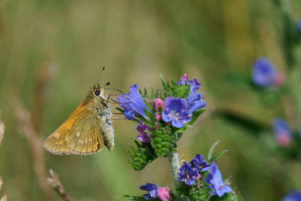 Rostfarbiger Dickkopffalter