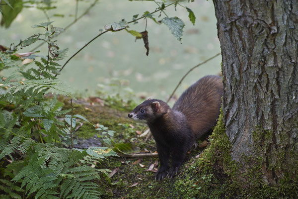 Iltis - Biotopwildpark Anholter Schweiz - (17.09.2020)