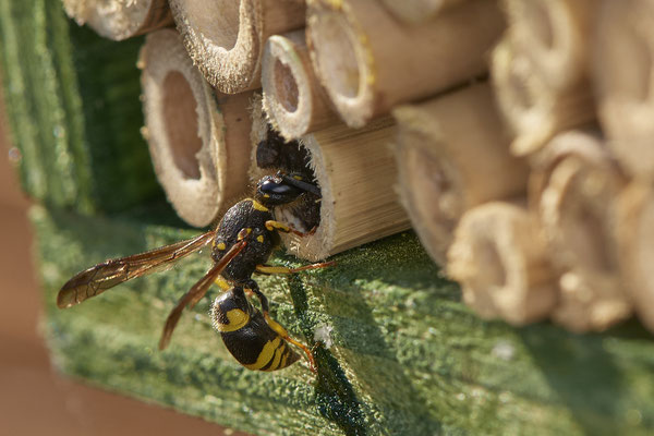 Nr.0263 - Ancistrocerus spec. - OB  Insektenhotel im Garten - 51°31`49.60" 6°50`56.50" - (20.04.2019)