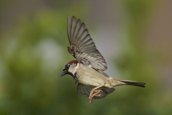 Heute im Garten - Haussperling