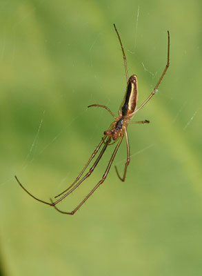 Streckerspinne