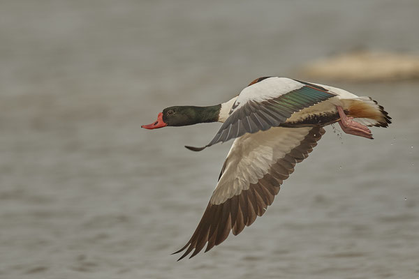 Brandgans ( Naturpark Albufera )