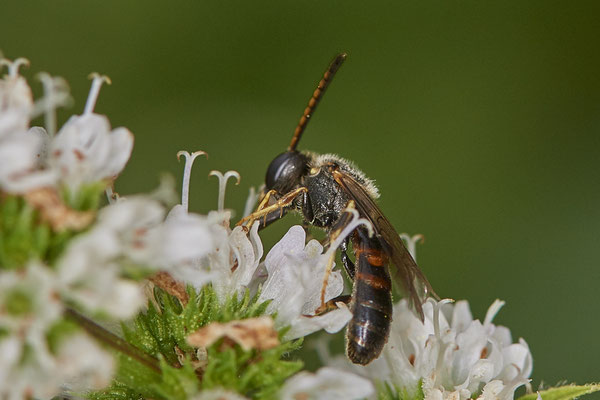 Nr.1068 - Lasioglossum albipes w / Weißbeinige Schmalbiene - Zwillbrock Vreden Biologische Station - 52°03`17.44" 6°41`34.71" - (01.08.2019)