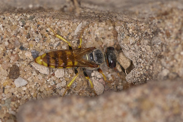 Bienenwolf beim Graben der Brutröhre