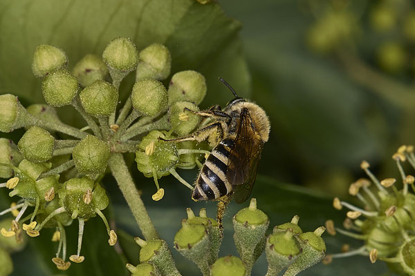 Nr.08/18 - Colletes hederae (Efeu-Seidenbiene) - OB-Weiherstr. 116 (03.10.2018)