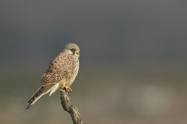 Turmfalke - (31.01.2021)