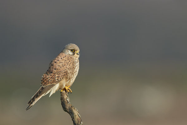Turmfalke - (31.01.2021)