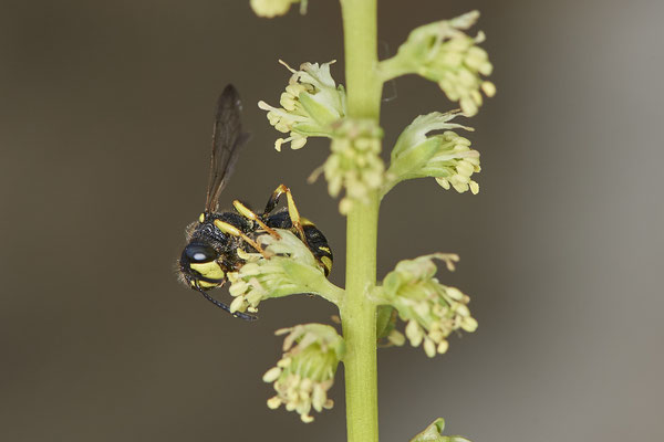 Nr.0704 - Cerceris rybyensis / Bienenjagende Knotenwespe - OB LMB - 51°29`11.55" 6°53`53.48" - (16.06.2019)