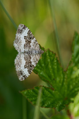 Graubinden-Labkrautspanner