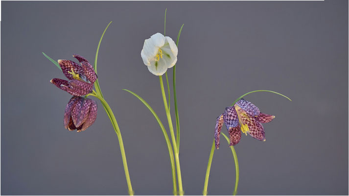 Schachbrettblume