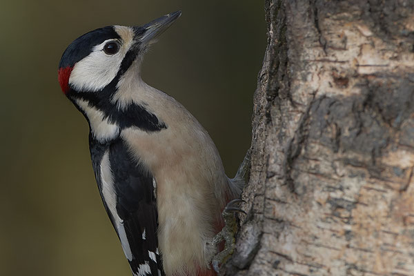 Heute war Spechttag - Buntspecht Männchen - (22.11.2019)
