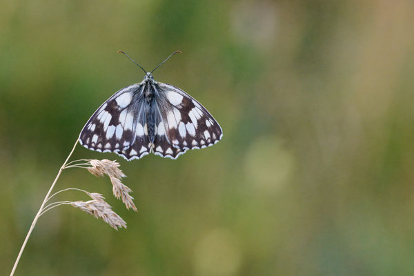 Schachbrettfalter
