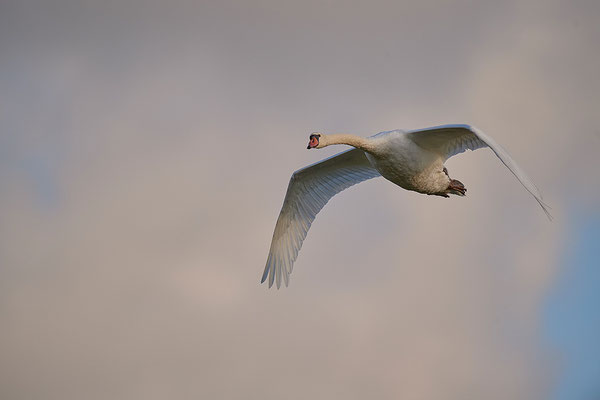 Höckerschwan im Flug