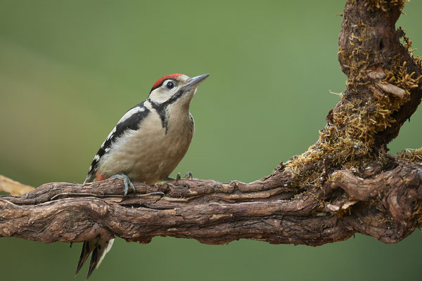 Buntspecht - (09.06.2020)