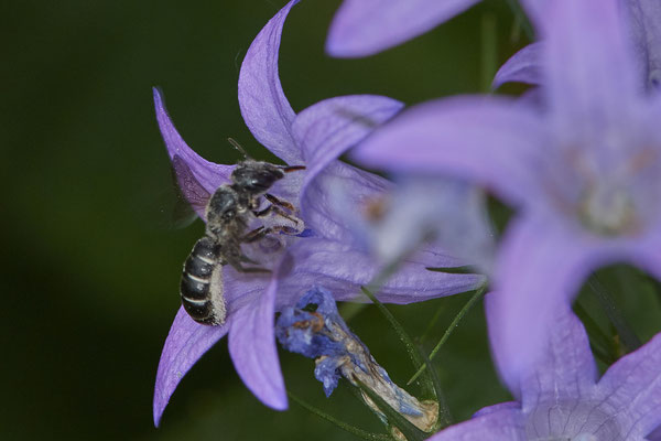Nr.0751 - Chelostoma rapunculi / Glockenblumen-Scherenbiene - f - OB Hoag Fahrradtrasse - 51°30`13.64" 6°50`46.65" - (19.06.2019)