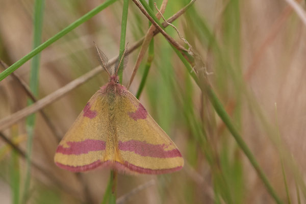 Lythria cruentaria / Ampfer-Purpurspanner - (25.07.2020)