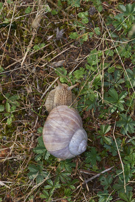 Nr.1189 - Weinbergschnecke - WES Rheinbrücke Büdericher Insel - 51°38`40.99" 6°36`30.54" - (21.08.2019)
