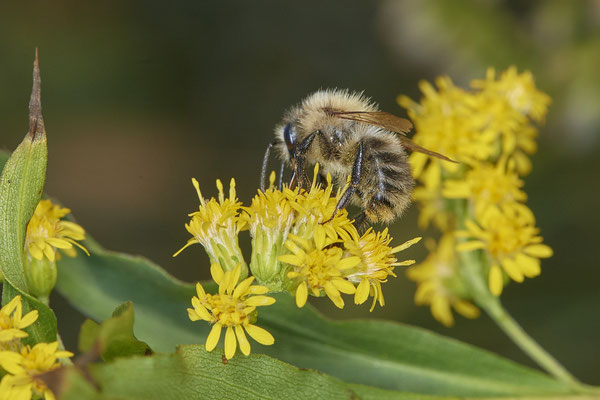 Nr.17/24 - Ackerhummel - OB/E-LMB - (16.10.2018)