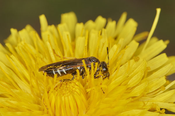 Blatt oder Pflanzenwespe - Düsseldorf - Urdenbacher Kämpe - (09.05.2021)