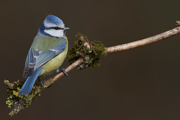 Blaumeise