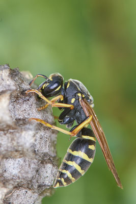 Nr.0489 - Nest 1 - Polistes /  Feldwespe - OB Neue Mitte 2 - 51°29`17.47" 6°53`51.86" - (09.05.2019)